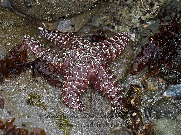 Piaster ochraceus  OCHRE SEA STAR 9059367z