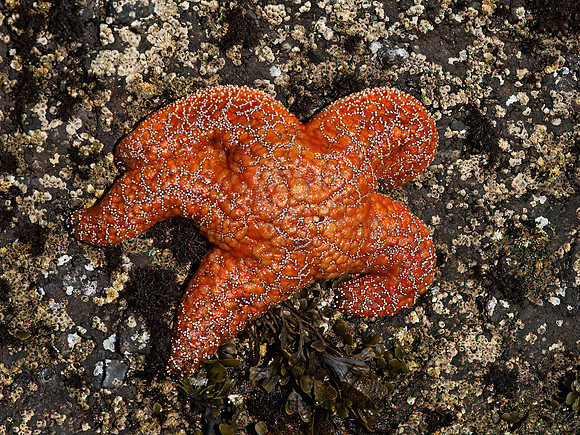 Piaster ochraceus  OCHRE SEA STAR 9059546z