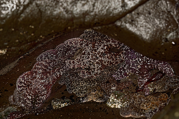 Piaster ochraceus  OCHRE SEA STAR 9059344z