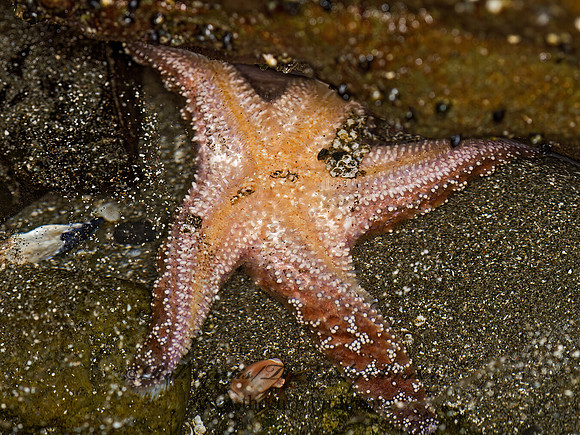 Piaster ochraceus  OCHRE SEA STAR 9059369z
