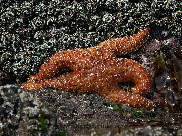 Piaster ochraceus  OCHRE SEA STAR 9060643z