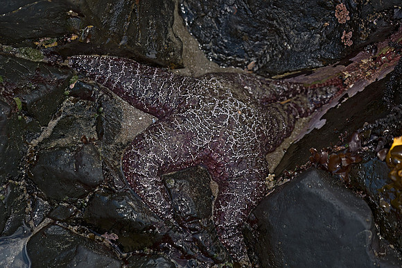 Piaster ochraceus  OCHRE SEA STAR 9059899z