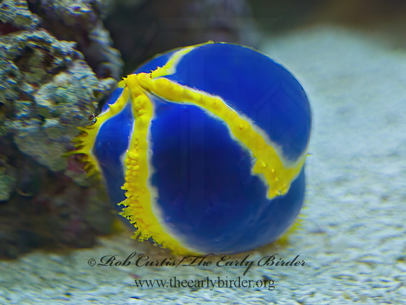 Pseudocolochirus unicus  SEA APPLE 4002794z