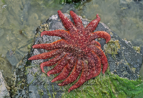 Pycnopodia helianthoides  SUNFLOWER STAR 229112z