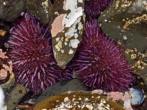 Strongylocentrotus purpuratus   PURPLE SEA URCHIN 9059940z