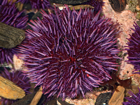 Strongylocentrotus purpuratus   PURPLE SEA URCHIN 9059943z