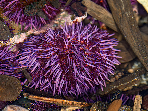 Strongylocentrotus purpuratus   PURPLE SEA URCHIN 9059945z