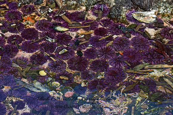 Strongylocentrotus purpuratus   PURPLE SEA URCHIN 9059947z