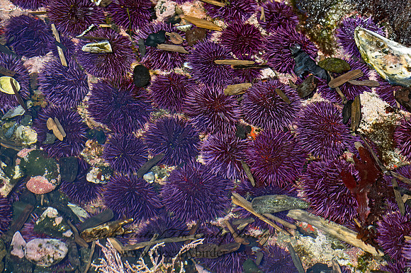 Strongylocentrotus purpuratus   PURPLE SEA URCHIN 9059948z