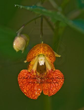 Impatiens capensis  JEWELWEED 8006437z