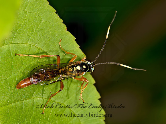 Cratichneumon  2 -SPOT ICHNEUMON WASP 9031853z