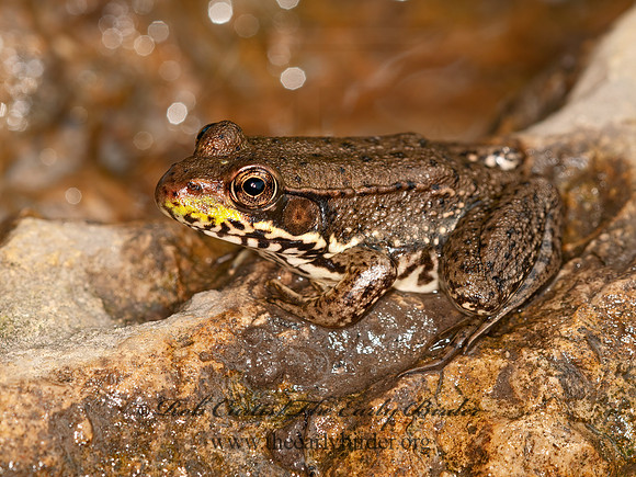 Lithobates clamitans  GREEN FROG 3016364 z