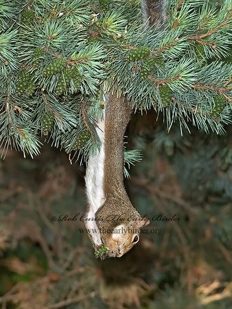 Tamiasciurus hudsonicus  AMERICAN RED SQUIRREL 9014065z