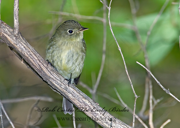 Empidonax flaviventris  YELLOW-BELLIED FLYCATCHER 6006486z