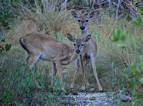 Odocoileus virginianus clavium  KEY DEER 249923z