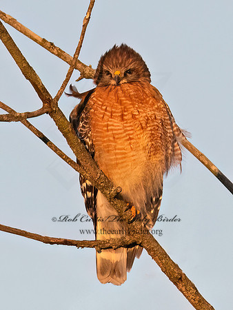Buteo lineatus  RED-SHOULDERED HAWK 3042555z