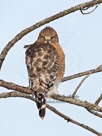 Buteo lineatus  RED-SHOULDERED HAWK 9074123z