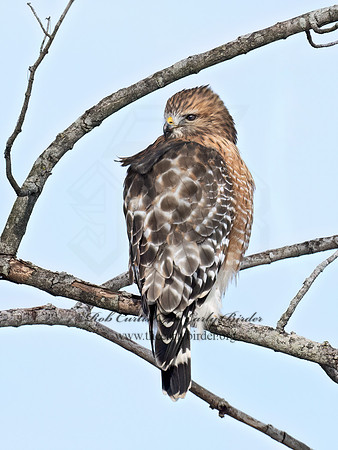 Buteo lineatus  RED-SHOULDERED HAWK 9074113z
