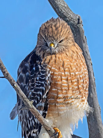 Buteo lineatus  RED-SHOULDERED HAWK 9074075z