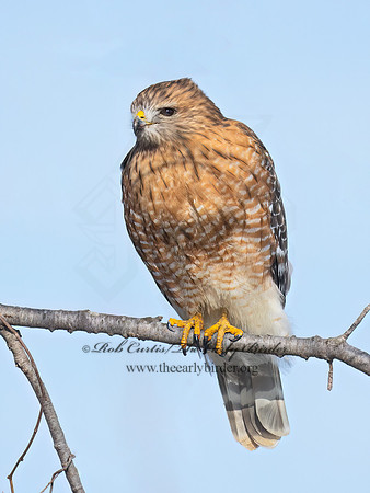 Buteo lineatus  RED-SHOULDERED HAWK 9074127z