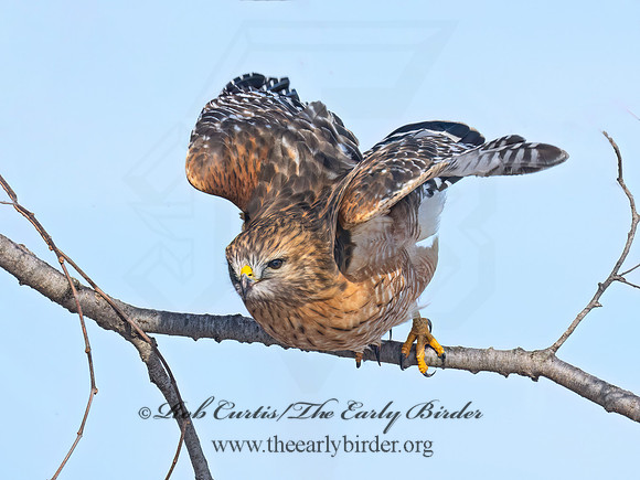 Buteo lineatus  RED-SHOULDERED HAWK 9074134z
