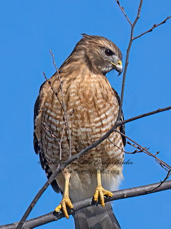 Buteo lineatus  RED-SHOULDERED HAWK 9074157z