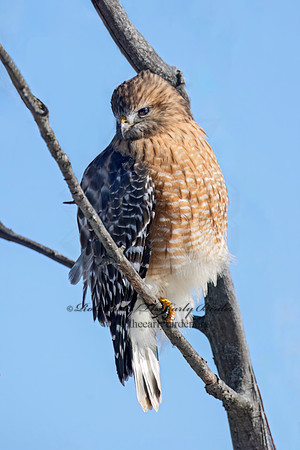 Buteo lineatus  RED-SHOULDERED HAWK 9074076z