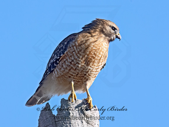 Buteo lineatus  RED-SHOULDERED HAWK 9074163z