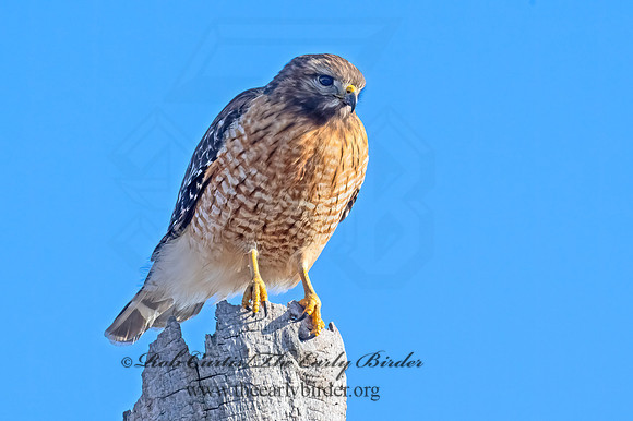 Buteo lineatus  RED-SHOULDERED HAWK 9074162z