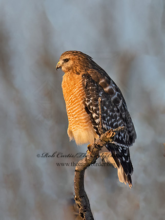 Buteo lineatus  RED-SHOULDERED HAWK 9074197z