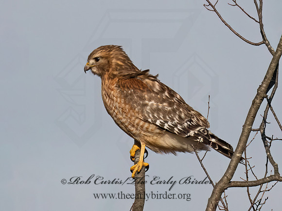 Buteo lineatus  RED-SHOULDERED HAWK 9074187z