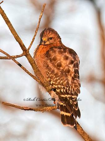Buteo lineatus  RED-SHOULDERED HAWK 3042541z