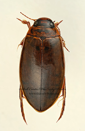 Colymbetes scuptilis  COLYMBETINI DIVING BEETLE 9018251z