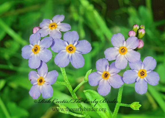 Myosotis scorpioides  FORGETMENOT 208901z
