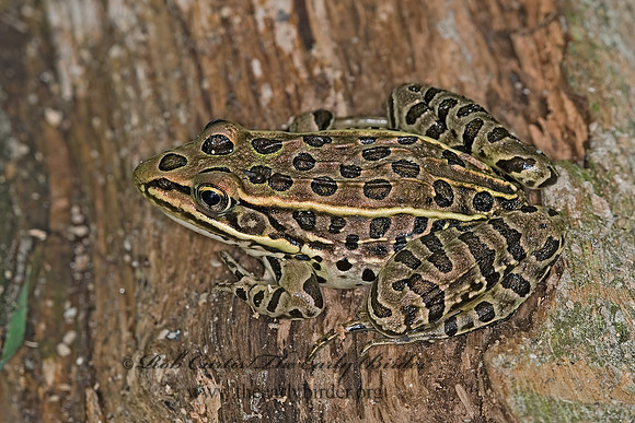 Lithobates pipiens  NORTHERN LEOPARD FROG 6008894 z