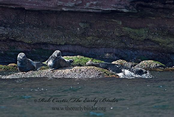Halichoerus grypus  GRAY SEAL 9034731z