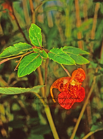 Impatiens capensis  JEWELWEED 114904z