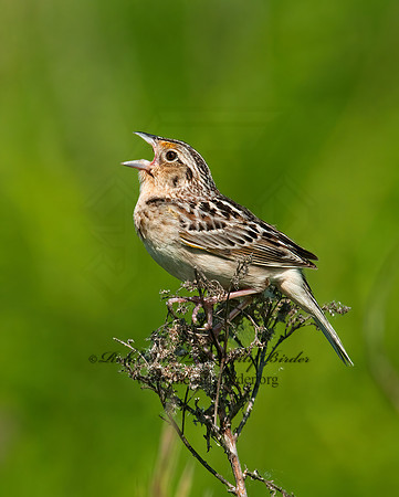Ammodramus savannarum  GRASSHOPPER SPARROW 3008498z