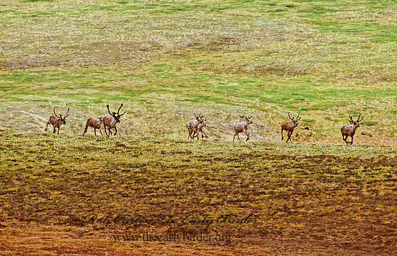 Rangifer tarandus  CARIBOU 235423z