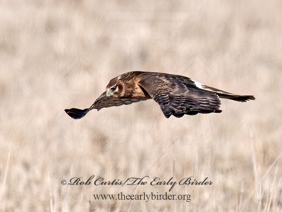 Circus hudsonius  NORTHERN HARRIER 9074253z