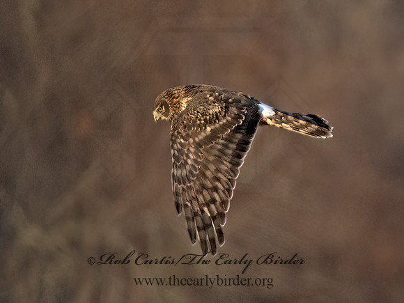 Circus hudsonicus  NORTHERN HARRIER 9074146z