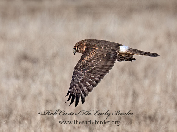 Circus hudsonius  NORTHERN HARRIER 9074261z