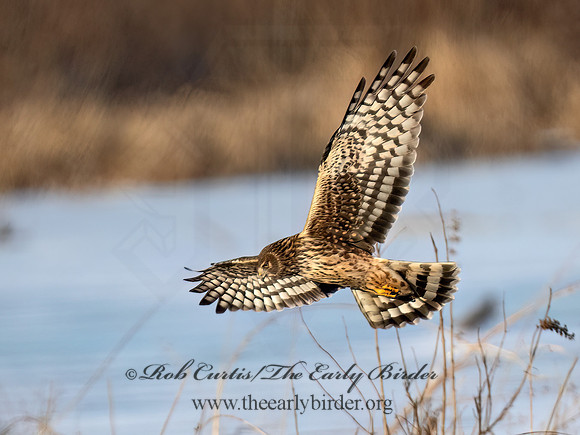 Circus hudsonicus  NORTHERN HARRIER 9074144z