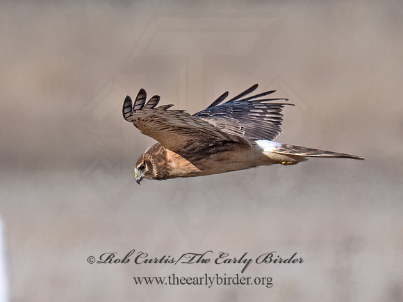 Circus hudsonius  NORTHERN HARRIER 9074274z