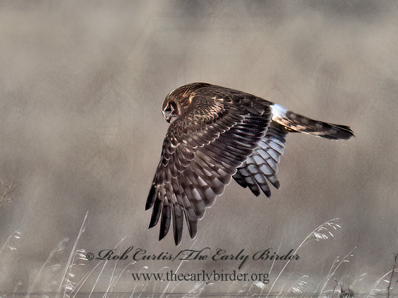 Circus hudsonius  NORTHERN HARRIER 9074308z