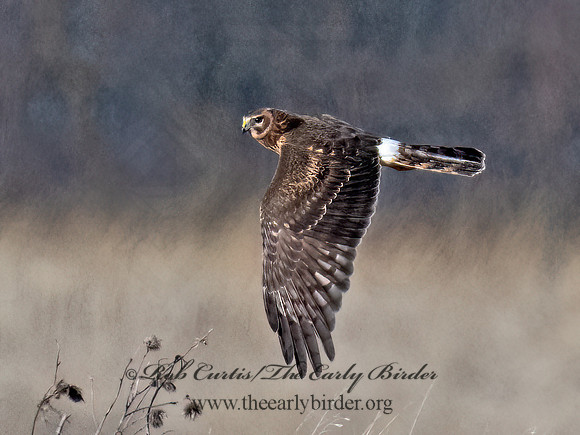Circus hudsonius  NORTHERN HARRIER 9074299z