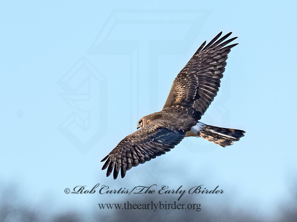 Circus hudsonius  NORTHERN HARRIER 9074330z