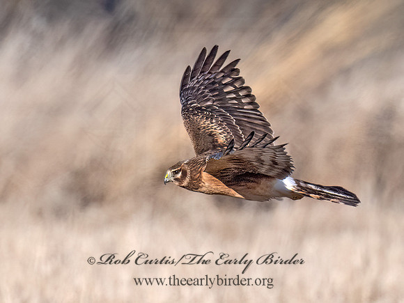 Circus hudsonius  NORTHERN HARRIER 9074338z