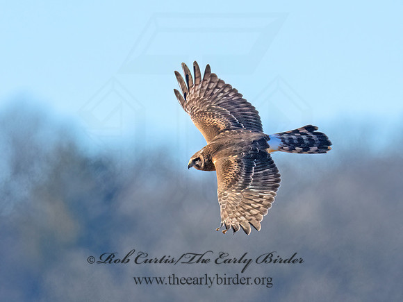 Circus hudsonius  NORTHERN HARRIER 9074332z
