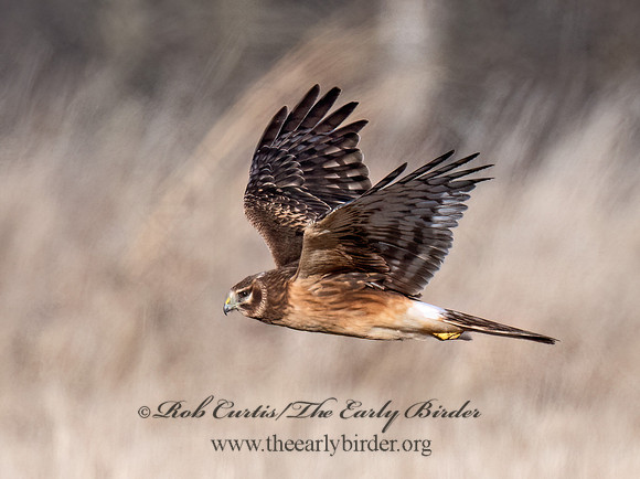 Circus hudsonius  NORTHERN HARRIER 9074342z
